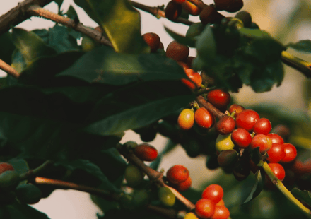 Le café d'Inde : de Baba Budan au Monsooned Malabar
