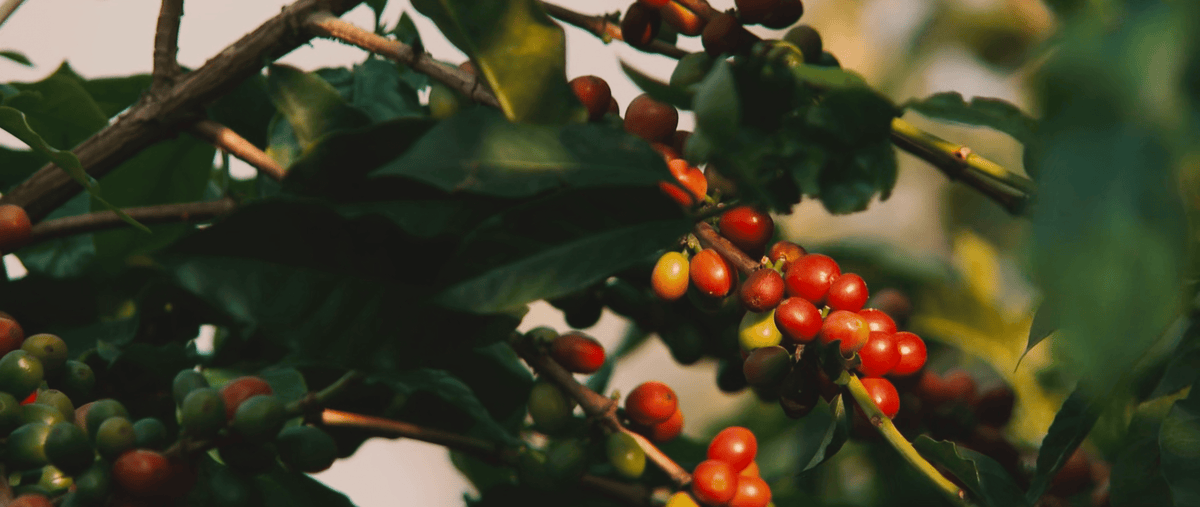 Le café d'Inde : de Baba Budan au Monsooned Malabar