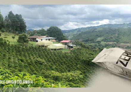 Het sugar cane decaf-proces: Hoe onze ZERO koffiebonen natuurlijk cafeïnevrij wordt gemaakt